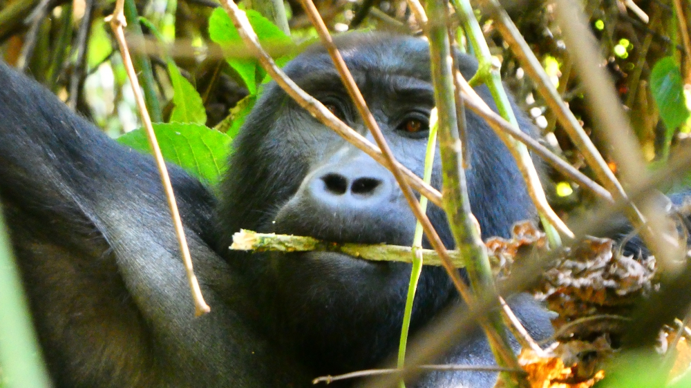 Ouganda 2022