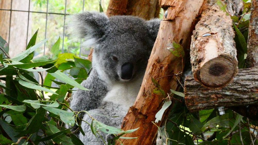 Australie: Sydney à Brisbane